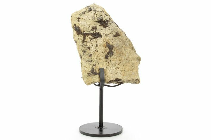 Dinosaur (Triceratops) Frill Shield Section w/ Stand - South Dakota #378575